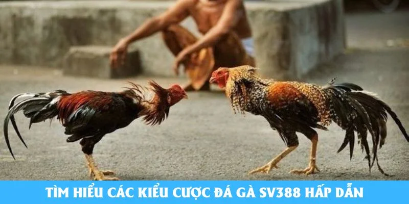 Tìm hiểu các kiểu cược đá gà SV388 hấp dẫn
