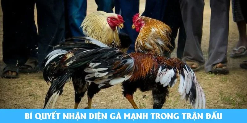 Bí quyết nhận diện gà mạnh trong trận đấu