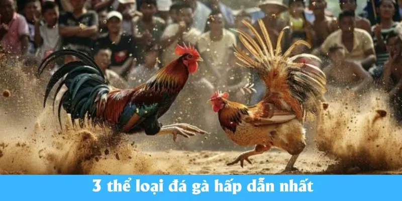 3 thể loại đá gà hấp dẫn nhất