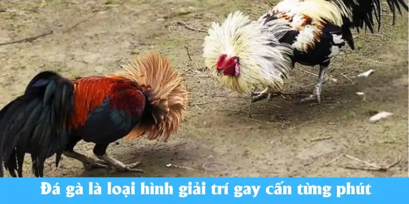 Đá gà là loại hình giải trí gay cấn từng phút