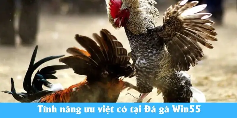 Tính năng ưu việt có tại Đá gà Win55